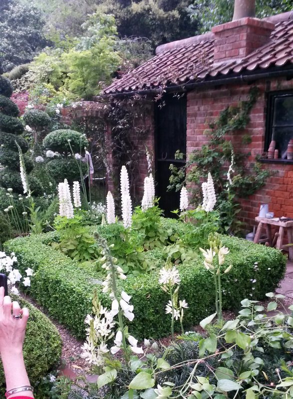 Lupins at Chelsea Flower Show 2014