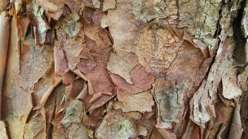 Robin Ideson Garden Design Consultancy - Peeling Bark