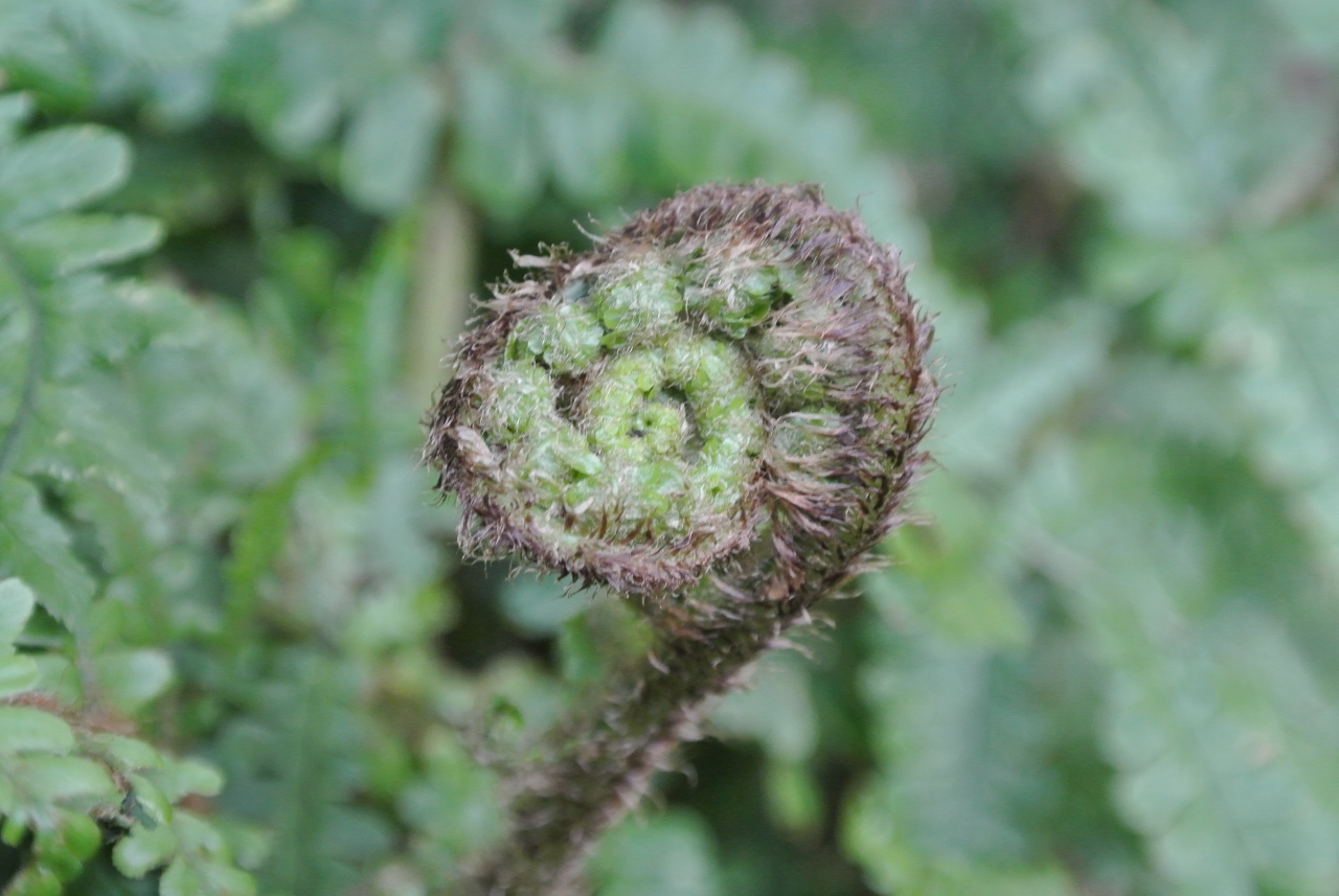 Garden Design Project oversight - Unfurled Fern close up