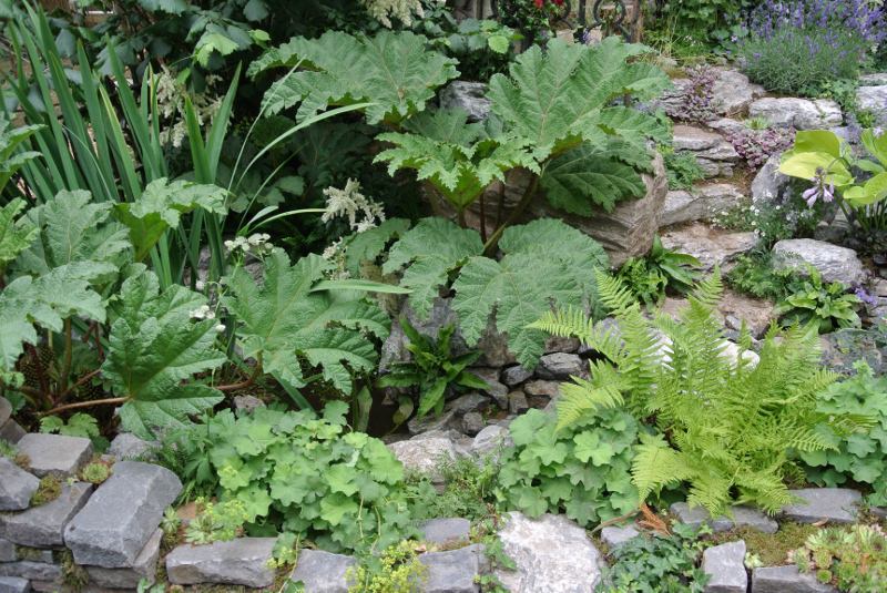 Forgotten Folly Garden at Hampton Court Flower Show 2014. Design by Horticolous - Gunnera, Alchemilla and Ferns