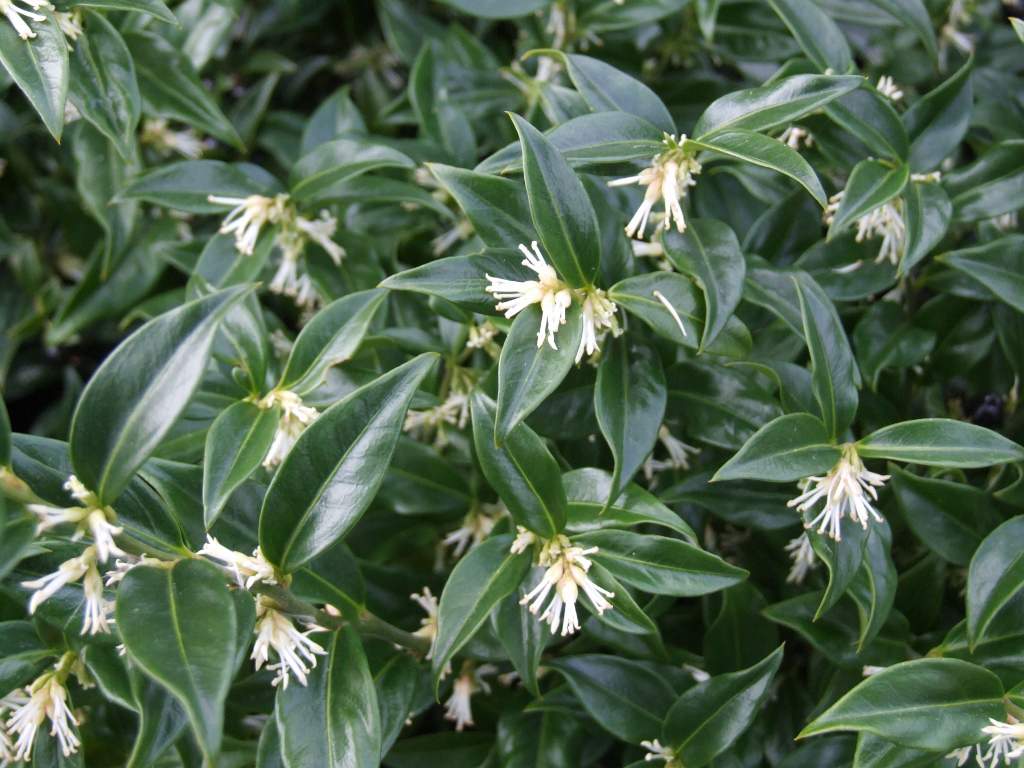 6032_Sarcococca-confusa-(2).jpg