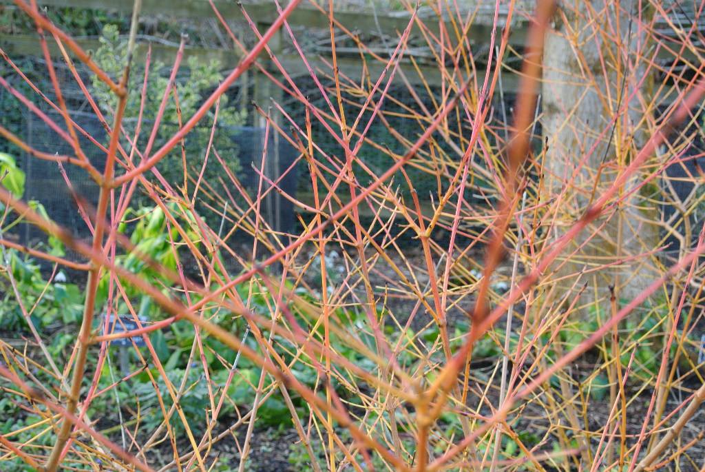 6038_Cornus-Midwinter-Fire.jpg